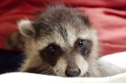 one-eared orphaned baby raccoon at Dogue Hollow Wildlife Sanctuary